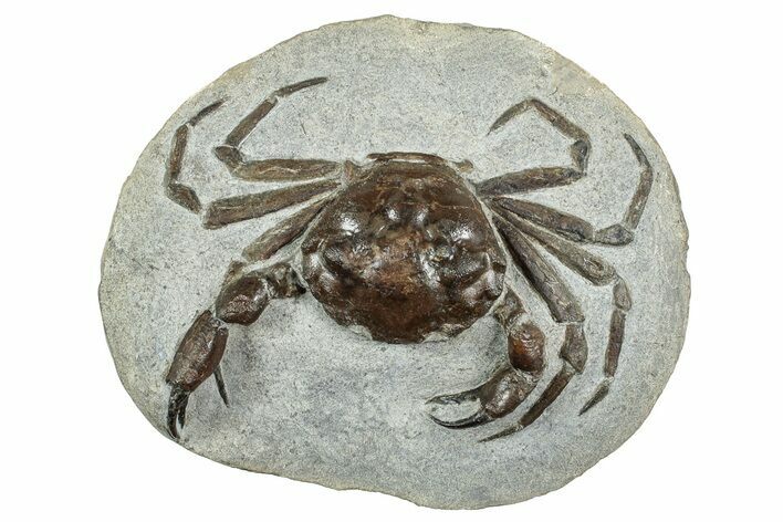 Very Nice Fossil Crab (Pulalius) - Washington #240460